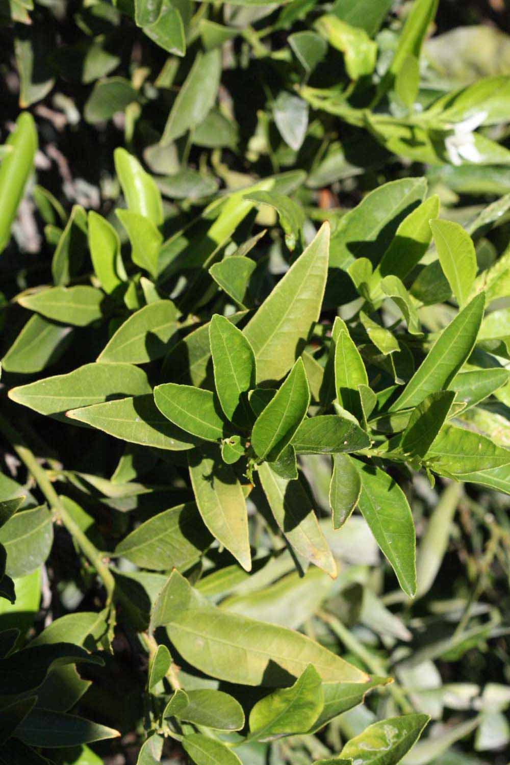              Sun leaves (Riverside, CA)       